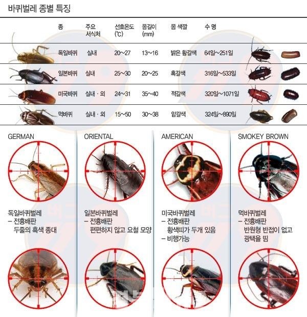바퀴벌레 종류 