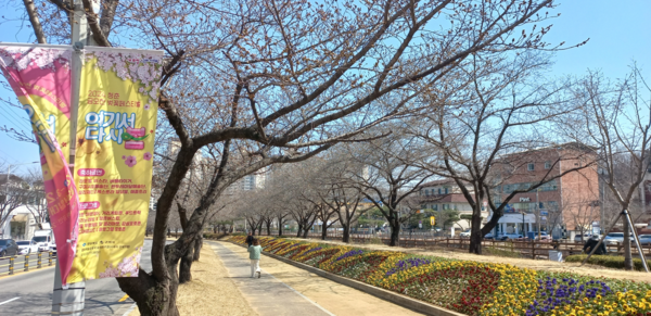  벚꽃없는 금오천 축제거리  